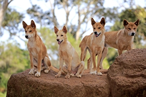 Dingos (Canis familiaris dingo)