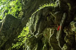 Dinosaur head on the cave walls