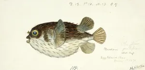 Diodon Orbicularis, spiny fish, balloon fish, fish, reproduction of an original, by Frank Edward Clarke (b. 1849, d. 1899), ichthyologist and scientific draughtsman