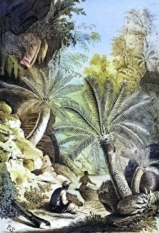 Dioon edule, Mexican double palm fern, in natural environment, plant and flower, digitally reworked reproduction of an original from the 19th century
