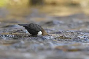 Dipper (Cinclus cinclus), foraging