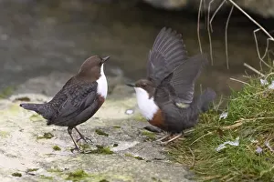 Two dippers (Cinclus cinclus) balancing on a rock in the river
