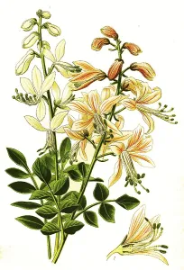 Diptam, dittany (Dictamnus albus)
