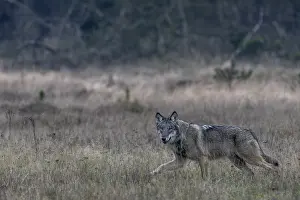 The direct view from the wolf (Canis lupus) is unique and remains an unforgettable experience for nature lovers