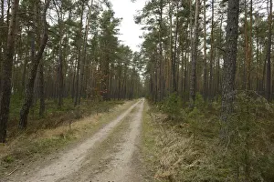 A dirt path cutting through a dense forest filled with tall pine trees