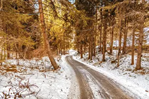 Dirt path under green conifers on the snowy Italian Alps