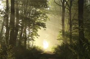 Dirt road in deciduous forest on a misty spring morning