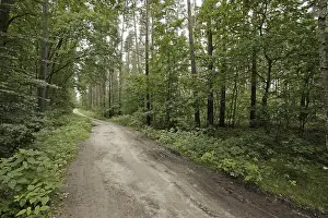 Dirt road in mixed forest, Mecklenburg-Western Pomerania