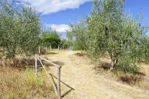 Dirt road in an olive grove in Uopini near Siena