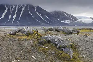 Discarded bones of bowhead whale (Balaena mysticetus) in Arctic landscape at Gashamna bay