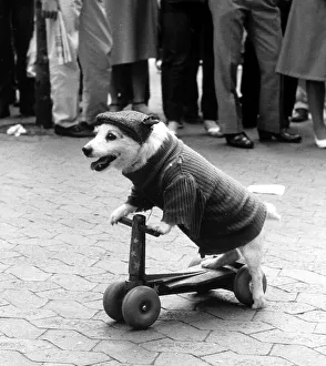 Disguised dog drives scooter, England