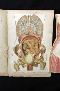 Dismountable model of a female body