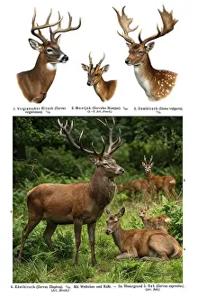 Display board deer, deer (Cervus)