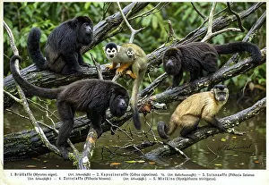 Display board monkeys, howler monkeys (Alouatta) capuchin monkeys (Cebinae)