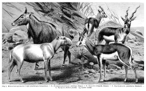 Display chart, Antelopes I, illustration