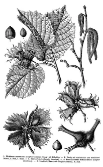 Display chart, Common Hazel, illustration