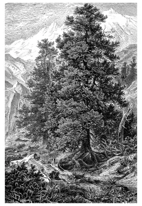 Display chart I, Swiss Pine or Arolla Pine (Pinus Cembra L)