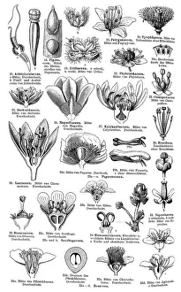 Display chart of Plant Systematics II