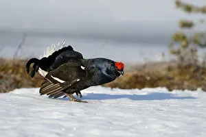 Displaying black cock (Tetrao tetrix) on snow at a lek
