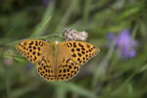 Distelfalter