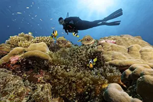 Category Coral Reefs DE Prints: Dive swims over coral reef in the backlight of the sun and observes Amphiprion pacificus (Amphiprion clarkii)
