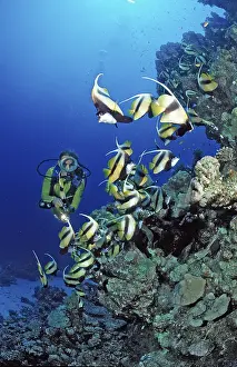 Diver and bannerfish, Red Sea bannerfish