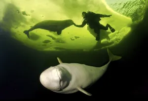 Fascination Winter - Animal Prints: Diver and Belugas, White whales (Delphinapterus leucas)