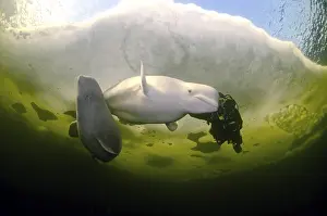 Diver and Belugas, White whales (Delphinapterus leucas)