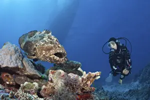 Diver and bullhead grouper, Epinephelus fuscoguttatus