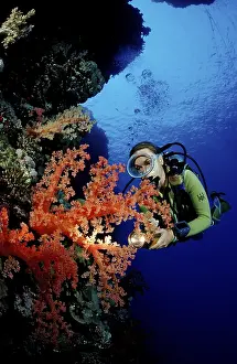 Diver and colourful coral reef