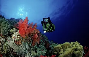 Diver and colourful coral reef