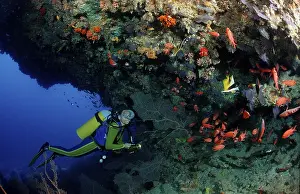 Diver under coral overhang, Maldives