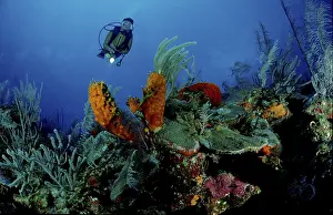 Diver at coral reef, Carribean Sea