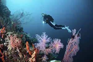Diver on coral reef, Cenderawasih Bay