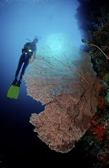 Diver and coral reef, Indonesia