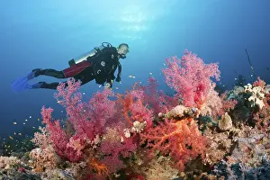 Diver over coral reef, Red Sea