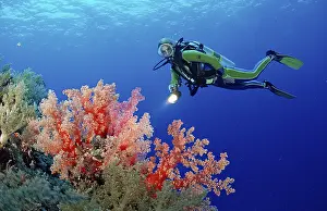 Diver and coral reef with red soft corals