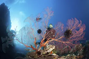 Diver on a coral reef, Russell Islands