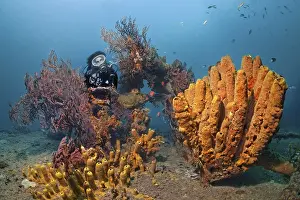 Diver on the deck of the wreck "Lesleen M" that his encrusted with corals and sponges
