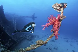 Diver, diver, looking at Klunzinger's soft coral (Dendronephthya) on wreck
