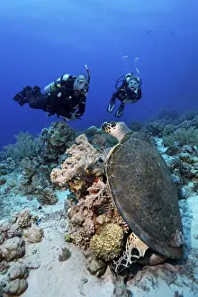 Diver, diving, two, looking at green turtle (Chelonia mydas) eating