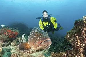 Diver and Dusky Grouper, Epinephelus marginatus