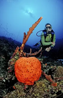 Diver and elephant ear sponge, Agelas clathrodes