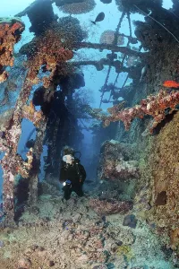 Diver explores British Loyalty