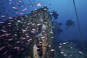 A diver explores a lively area of a coral-covered wreck