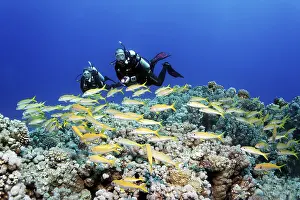 Diver, female diver, two, diving over coral reef