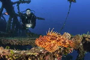 Diver finds Red Scorpionfish at Vassilios Wreck