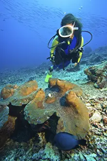 Diver and Giant Clam, Killer Clam (Tridacna gigas)