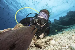 Diver and giant moray eel, Gymnothorax javanicus