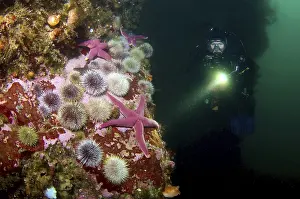 Diver and Green sea urchins (Strongylocentrotus droebachiensis)
